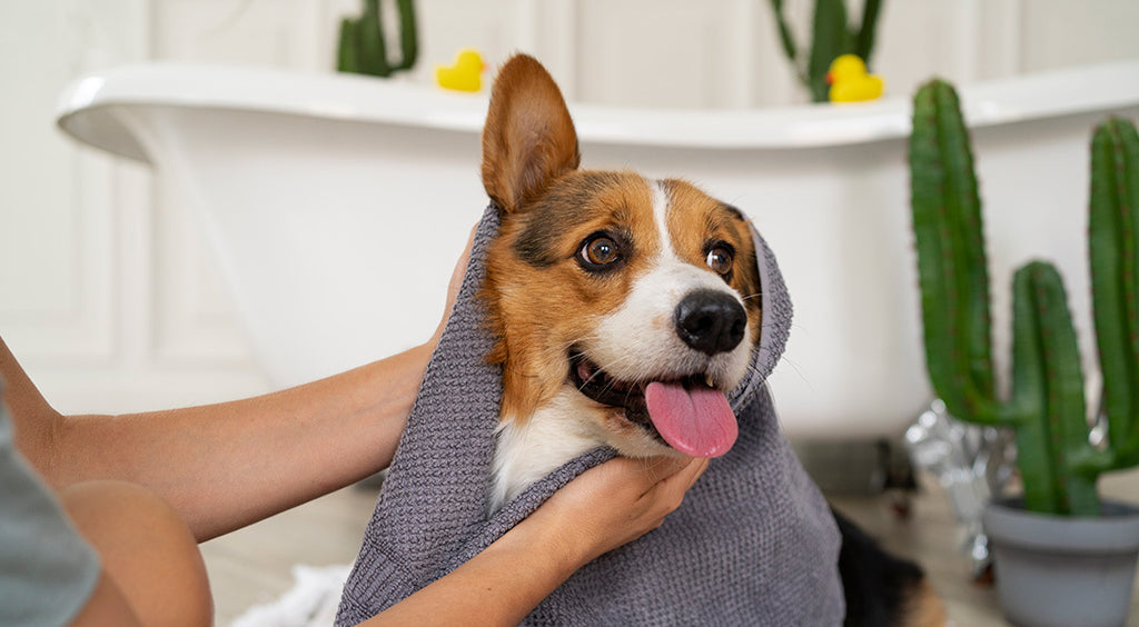 Enlever les poils de chien : les meilleures astuces – Blog BUT