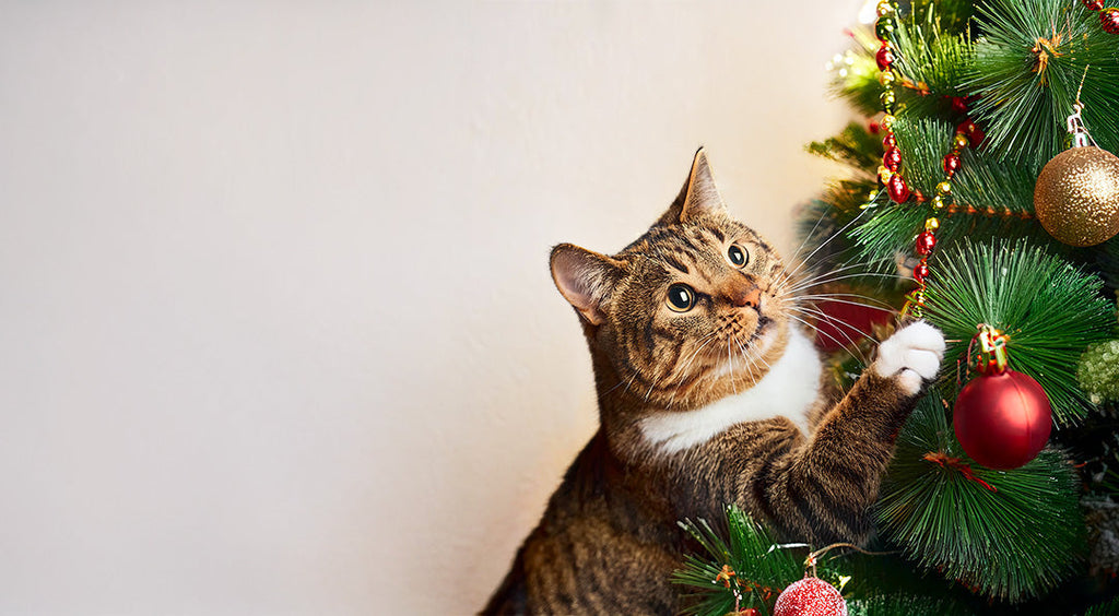 Boule De Noël, L'histoire Vraie D'un Chat - A Partir De 4 Ans