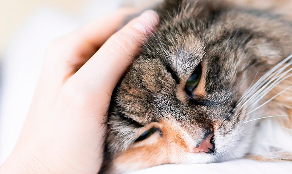 6 choses à savoir sur les oreilles des chats