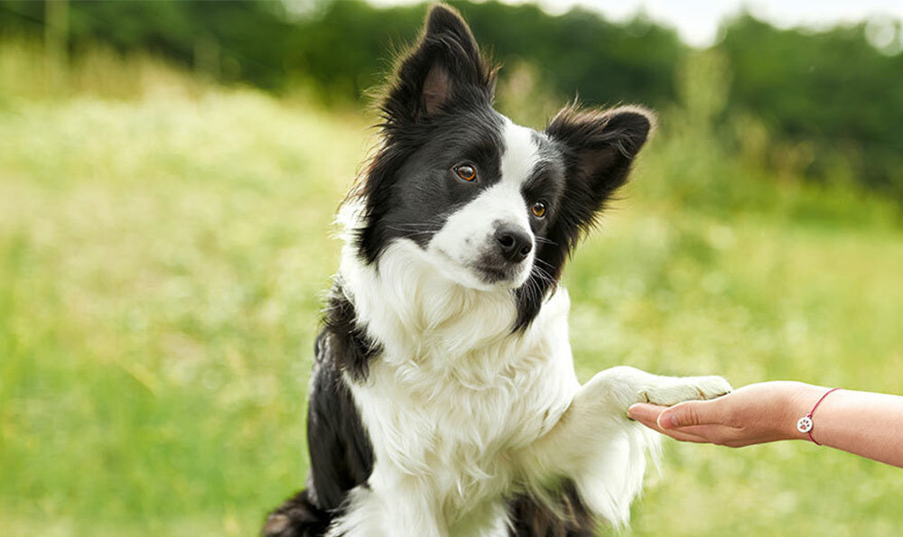 Le dressage du chien : les 6 règles d'or pour bien éduquer son chien –  Franklin