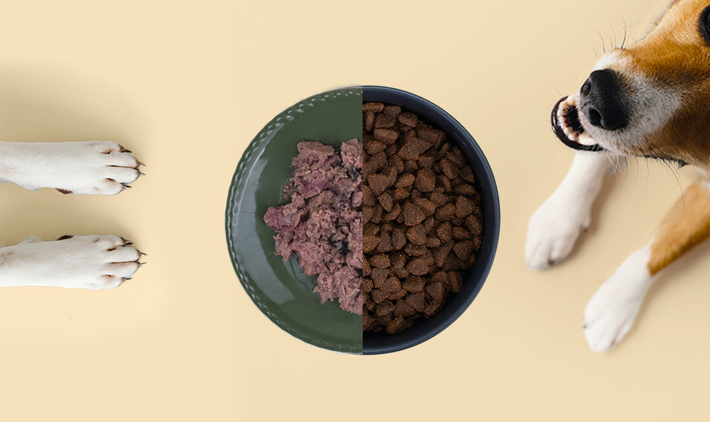 La bi-nutrition chez le chien : pourquoi et comment l'adopter ?