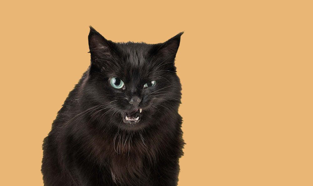 Chat qui miaule la nuit : Nos conseils pour y remédier