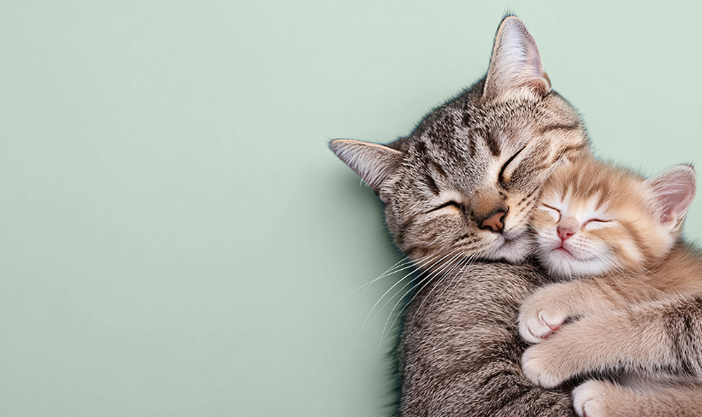 Sevrage du chaton : quand, comment et pourquoi c’est important ?