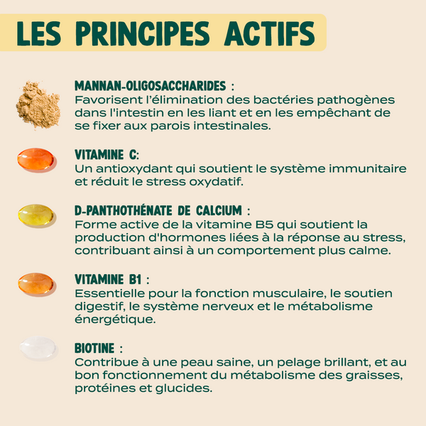 gummies-multivitamines