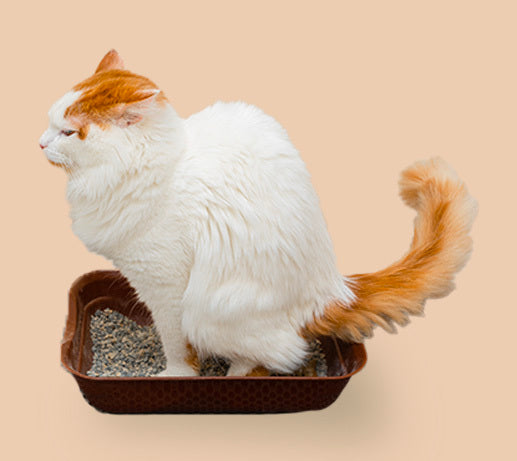 Franklin Alimentation premium pour chien et chat. Choisissez la meilleure nourriture pour votre animal : Croquettes sans céréales riches en protéines et faibles en glucides. Découvrez notre large gamme de pâtées et de friandises riches en viande !