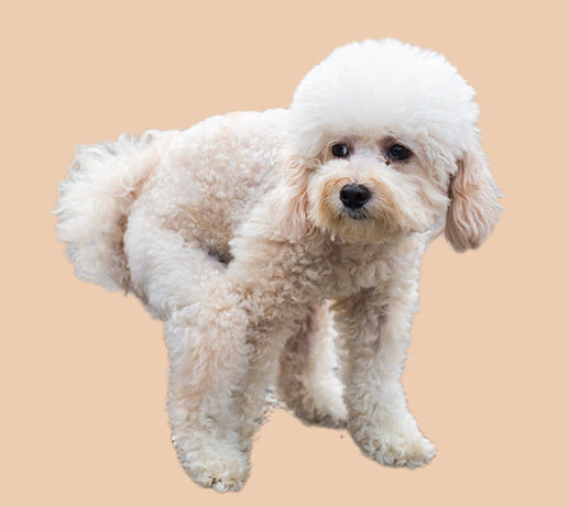 Franklin Alimentation premium pour chien et chat. Choisissez la meilleure nourriture pour votre animal : Croquettes sans céréales riches en protéines et faibles en glucides. Découvrez notre large gamme de pâtées et de friandises riches en viande !