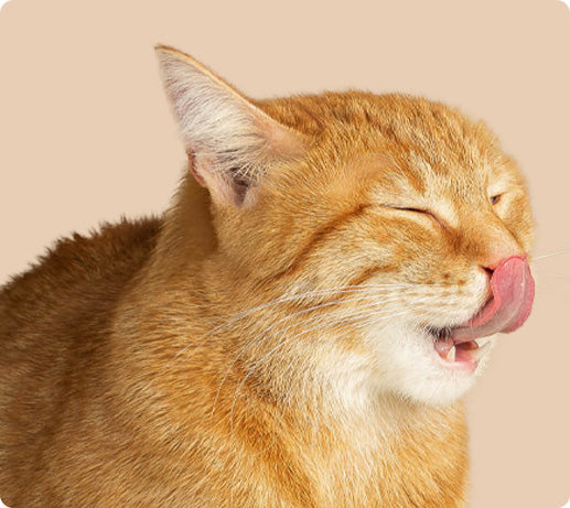 Franklin Alimentation premium pour chien et chat. Choisissez la meilleure nourriture pour votre animal : Croquettes sans céréales riches en protéines et faibles en glucides. Découvrez notre large gamme de pâtées et de friandises riches en viande !