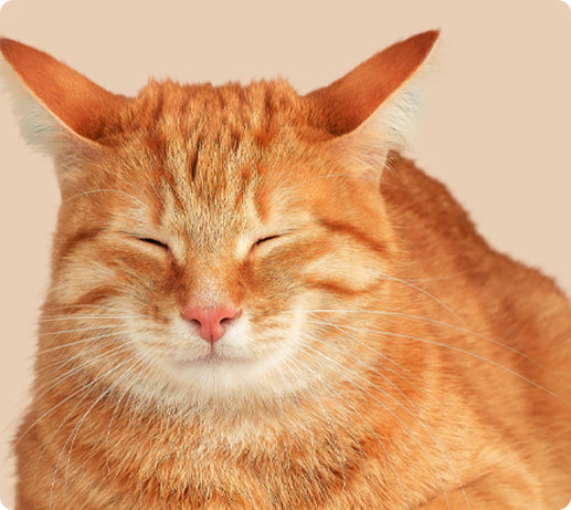 Franklin Alimentation premium pour chien et chat. Choisissez la meilleure nourriture pour votre animal : Croquettes sans céréales riches en protéines et faibles en glucides. Découvrez notre large gamme de pâtées et de friandises riches en viande !