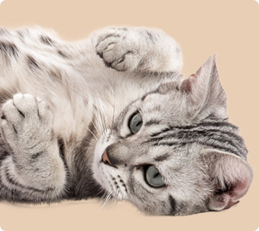 Franklin Alimentation premium pour chien et chat. Choisissez la meilleure nourriture pour votre animal : Croquettes sans céréales riches en protéines et faibles en glucides. Découvrez notre large gamme de pâtées et de friandises riches en viande !