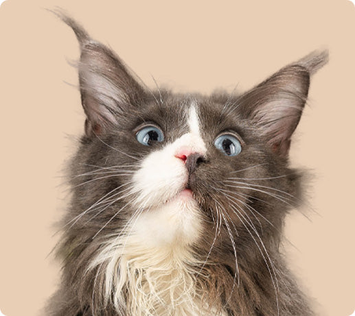 Franklin Alimentation premium pour chien et chat. Choisissez la meilleure nourriture pour votre animal : Croquettes sans céréales riches en protéines et faibles en glucides. Découvrez notre large gamme de pâtées et de friandises riches en viande !