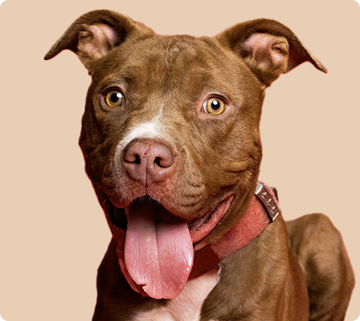 Franklin Alimentation premium pour chien et chat. Choisissez la meilleure nourriture pour votre animal : Croquettes sans céréales riches en protéines et faibles en glucides. Découvrez notre large gamme de pâtées et de friandises riches en viande !