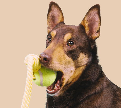 Franklin Alimentation premium pour chien et chat. Choisissez la meilleure nourriture pour votre animal : Croquettes sans céréales riches en protéines et faibles en glucides. Découvrez notre large gamme de pâtées et de friandises riches en viande !