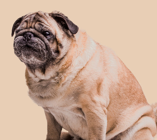 Franklin Alimentation premium pour chien et chat. Choisissez la meilleure nourriture pour votre animal : Croquettes sans céréales riches en protéines et faibles en glucides. Découvrez notre large gamme de pâtées et de friandises riches en viande !