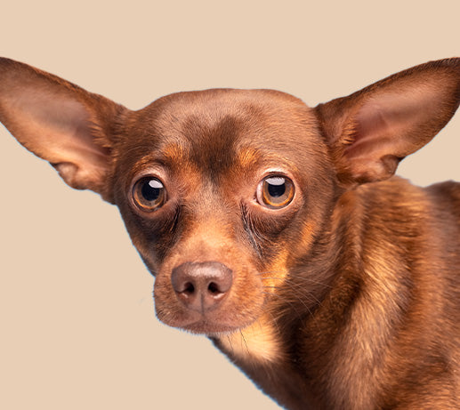 Franklin Alimentation premium pour chien et chat. Choisissez la meilleure nourriture pour votre animal : Croquettes sans céréales riches en protéines et faibles en glucides. Découvrez notre large gamme de pâtées et de friandises riches en viande !