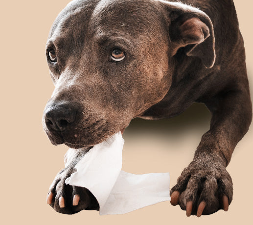 Franklin Alimentation premium pour chien et chat. Choisissez la meilleure nourriture pour votre animal : Croquettes sans céréales riches en protéines et faibles en glucides. Découvrez notre large gamme de pâtées et de friandises riches en viande !