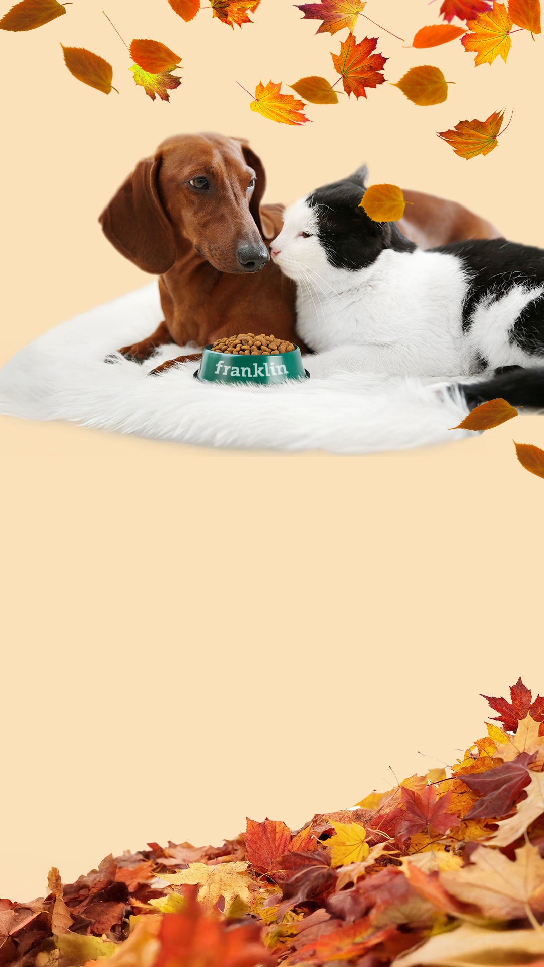 Franklin Alimentation premium pour chien et chat. Choisissez la meilleure nourriture pour votre animal : Croquettes sans céréales riches en protéines et faibles en glucides. Découvrez notre large gamme de pâtées et de friandises riches en viande !