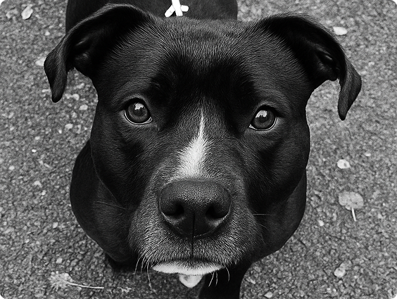 Franklin Alimentation premium pour chien et chat. Choisissez la meilleure nourriture pour votre animal : Croquettes sans céréales riches en protéines et faibles en glucides. Découvrez notre large gamme de pâtées et de friandises riches en viande !