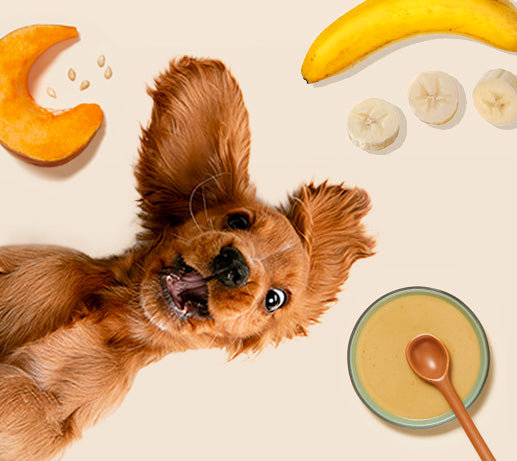 Franklin Alimentation premium pour chien et chat. Choisissez la meilleure nourriture pour votre animal : Croquettes sans céréales riches en protéines et faibles en glucides. Découvrez notre large gamme de pâtées et de friandises riches en viande !