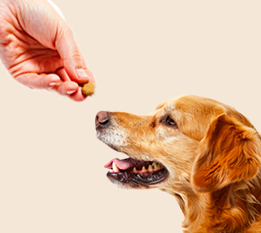 Franklin Alimentation premium pour chien et chat. Choisissez la meilleure nourriture pour votre animal : Croquettes sans céréales riches en protéines et faibles en glucides. Découvrez notre large gamme de pâtées et de friandises riches en viande !