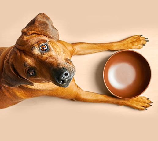 Franklin Alimentation premium pour chien et chat. Choisissez la meilleure nourriture pour votre animal : Croquettes sans céréales riches en protéines et faibles en glucides. Découvrez notre large gamme de pâtées et de friandises riches en viande !