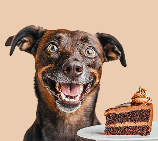 Franklin Alimentation premium pour chien et chat. Choisissez la meilleure nourriture pour votre animal : Croquettes sans céréales riches en protéines et faibles en glucides. Découvrez notre large gamme de pâtées et de friandises riches en viande !