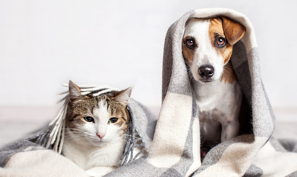 Comment protéger son chien et son chat du froid ?