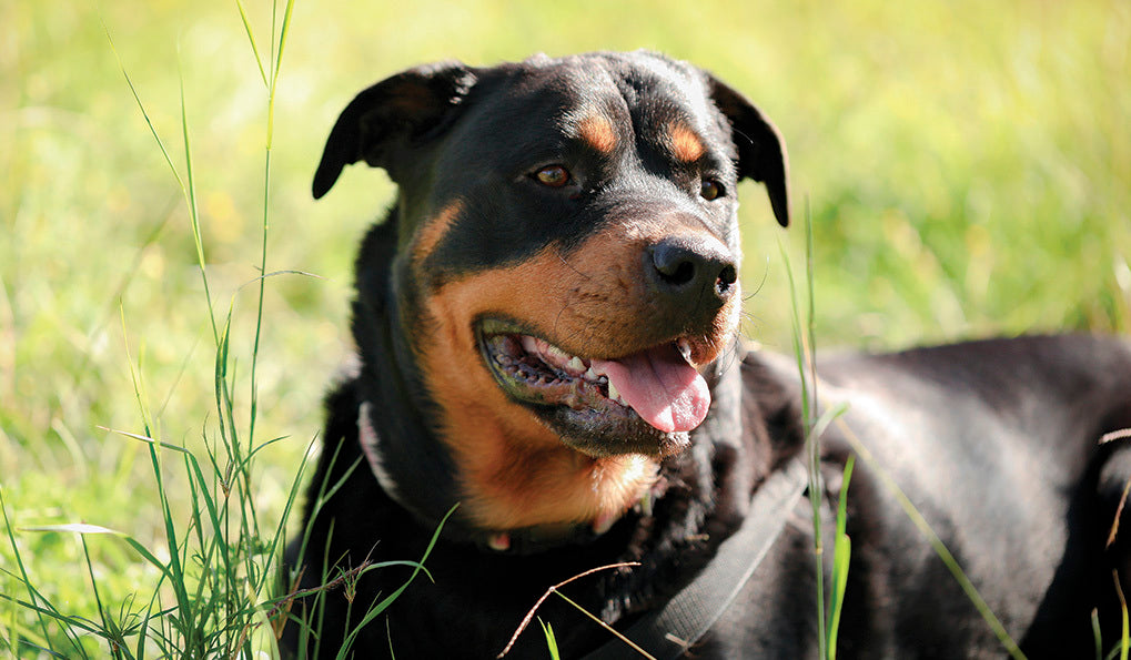 Tout ce qu’il faut savoir sur les chiens de catégorie