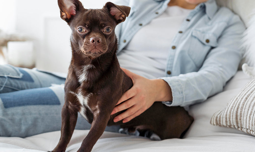 Anorexie chez le chien : Comprendre et gérer ce trouble alimentaire