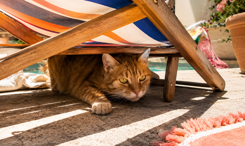 5 conseils pour protéger mon chat du soleil