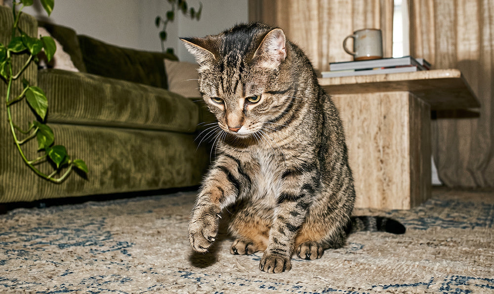 Arthrose du chat : comment la reconnaître et la soulager ?