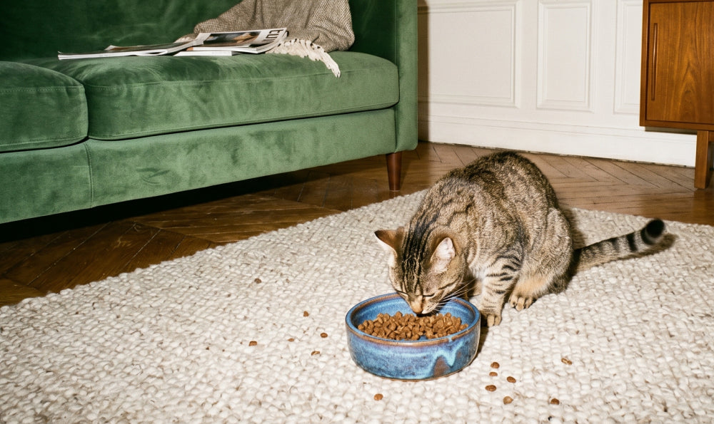 Probiotiques chat : ce qui marche, ce qui ne marche pas