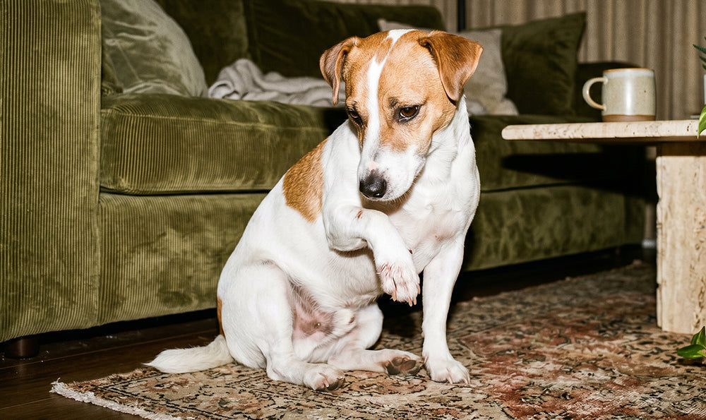 Arthrose du chien : comment la soulager au quotidien ?