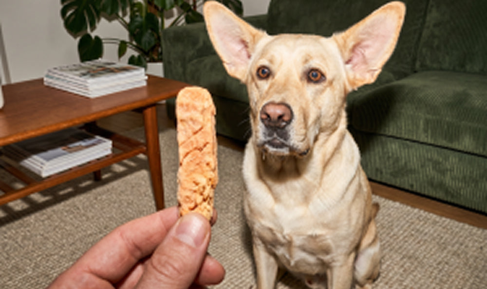 Friandises lyophilisées pour chien : Pourquoi votre chien va adorer !