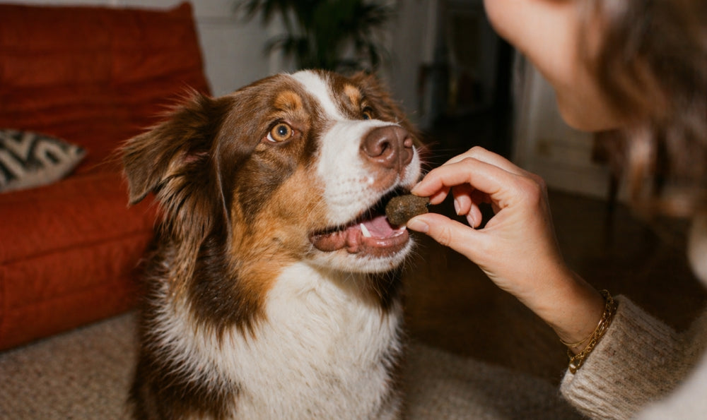 Probiotiques pour chien : bien les choisir pour qu'ils fassent leur effet