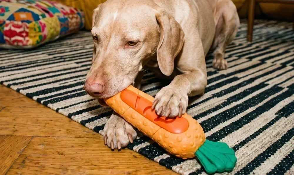 Comment calmer un chien hyperactif et canaliser son énergie ?