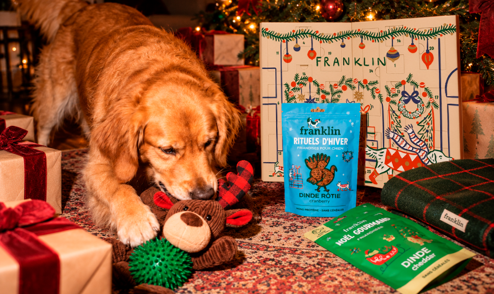 Édition 2026 : 10 idées de cadeaux de Noël pour chien