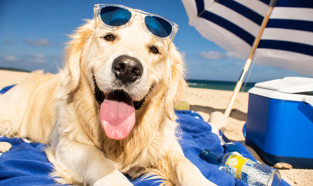 Comment protéger son chien du soleil ? Les bons gestes