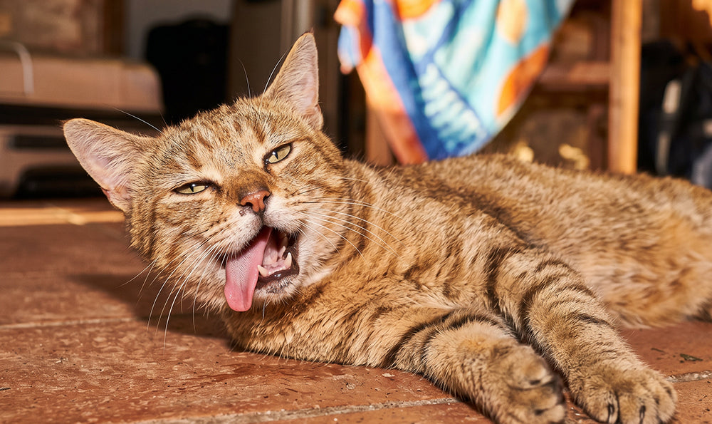 Chat et canicule : comment l'aider à rester au frais et éviter le coup de chaleur