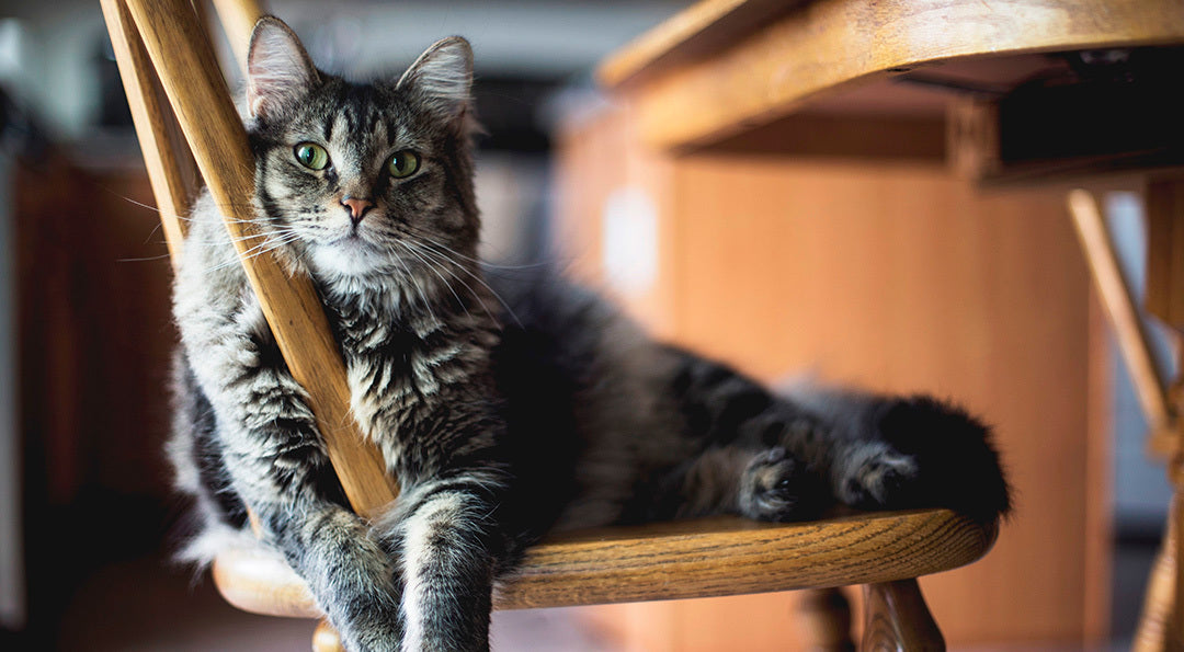 Le Bar à Chat : Un lieu insolite pour les amoureux des chats