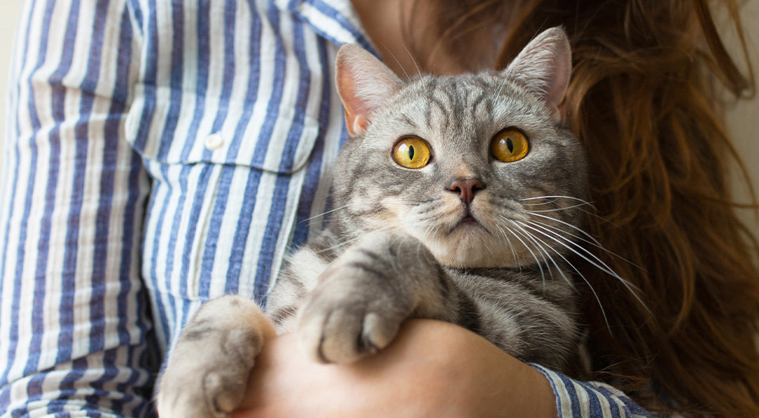 Adopter un chat adulte plutôt qu’un chaton : les avantages