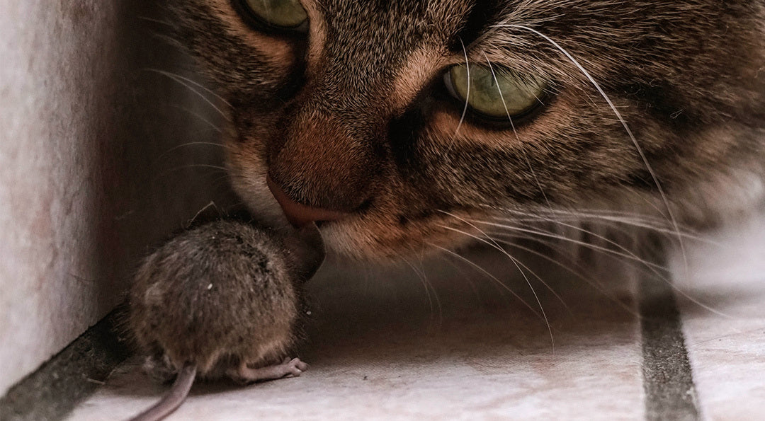 Pourquoi mon chat me ramène des souris ? Tout comprendre