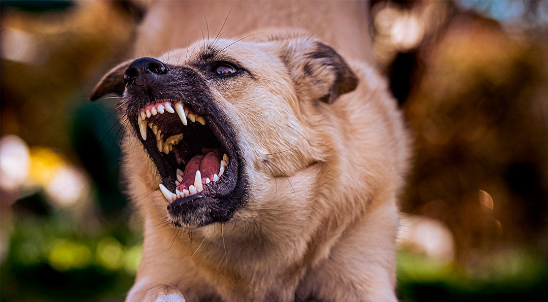 Mon chien est agressif, que faire ?