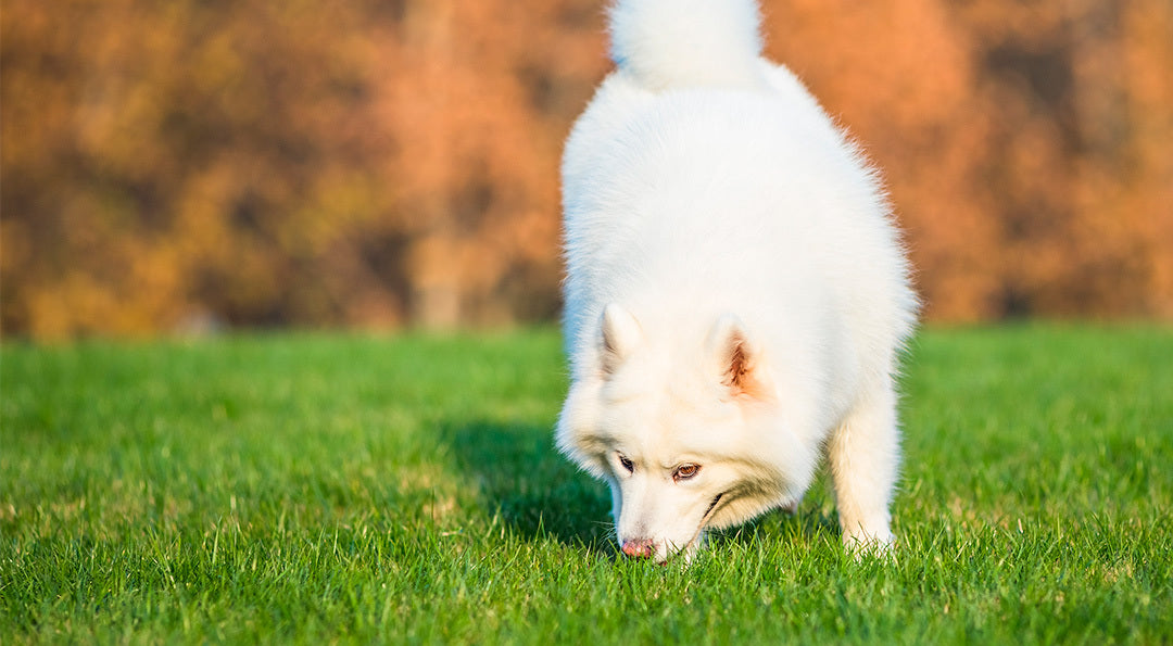 Mon chien mange de l’herbe, est-ce que c’est normal ?