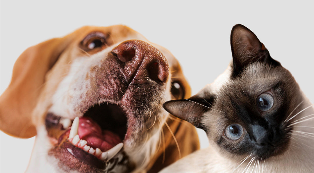 La cohabitation chien chat : mythe ou réalité ?