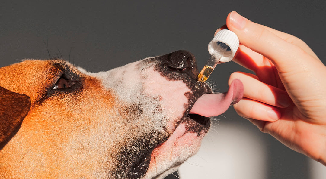 L’huile de coco pour chien : bienfaits, utilisations et précautions d’emploi