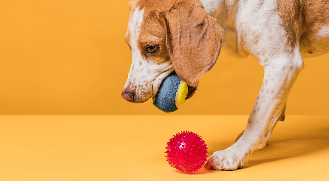 Quels sont les meilleurs jouets pour chien et chat ?