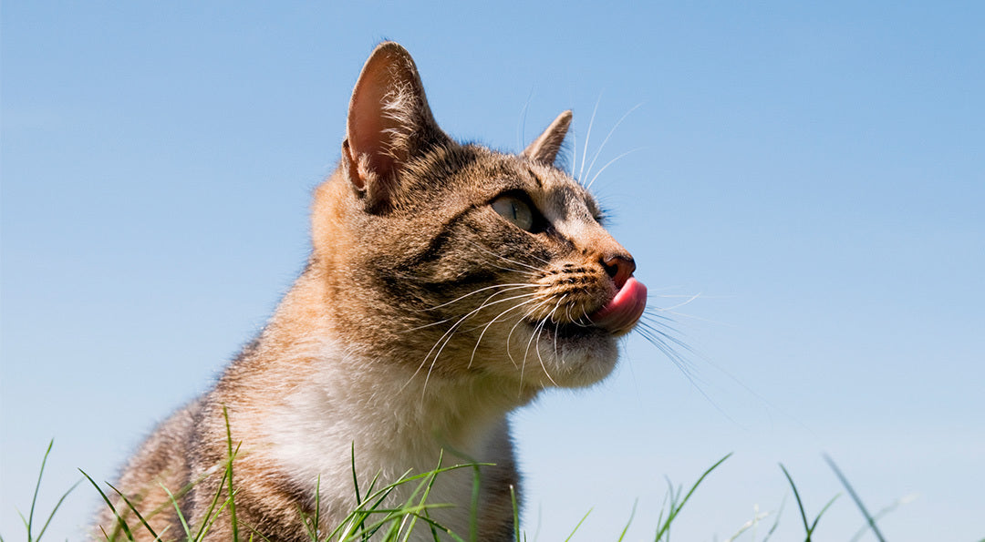 Parlez-vous chat : décrypter le langage du chat