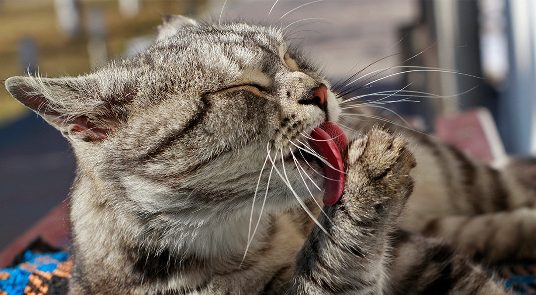 Est-il nécessaire de laver un chat ? Nos recommandations