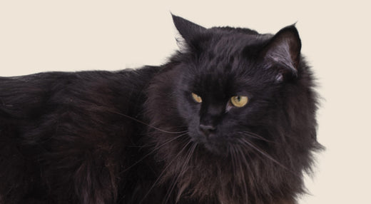 Le chat noir, légende et symbole du chat dans l’histoire