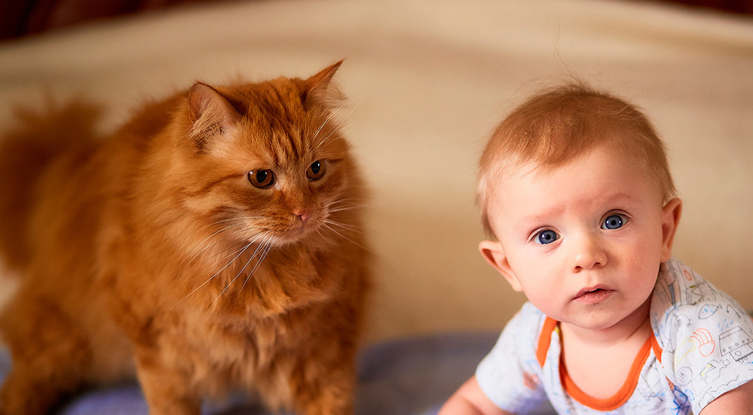 Chat et arrivée d'un bébé :  Comment préparer votre félin à cette rencontre importante  ?